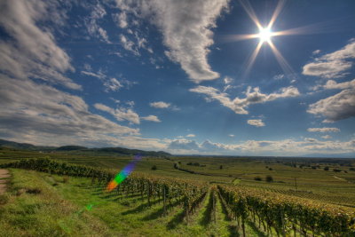 Blick über die Weinberge in Richtung Breisach - View over the vineyards to Breisach