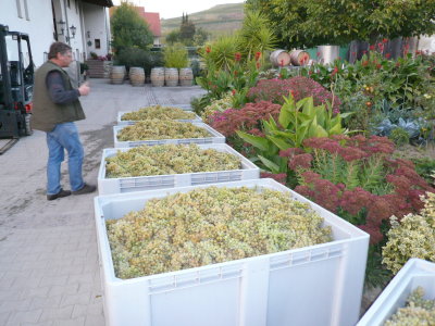 2007 Chardonnay Trauben in Transportkisten