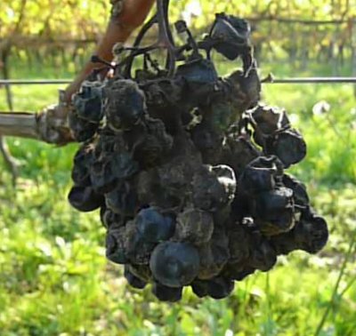 2007 Acolon mit Trockene Beeren - 2007 Acolon with dry berries