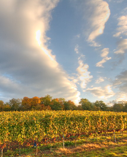 Blauer Himmel über dem Gewürztraminer