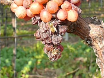 2007 Gewürztraminer Grapes with a wasp