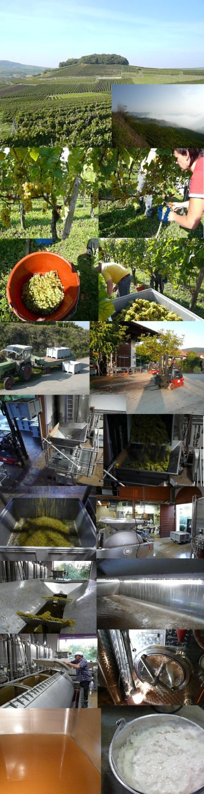 Pictures of our Pinot Blanc harvest und grape processing