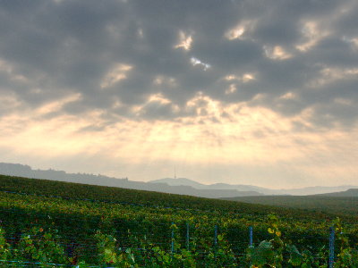 Morgentliche Kaiserstuhl-Stimmung