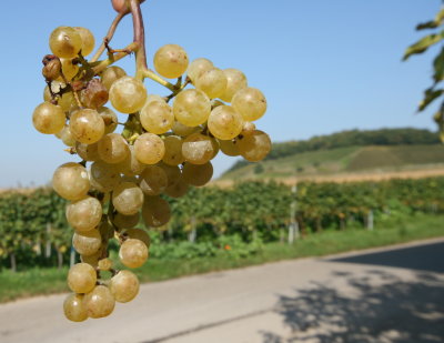 2007 ripe Rivaner Grape - reife Rivaner Traube
