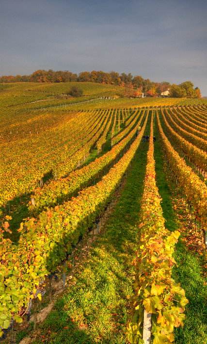 2007 Cabernet Cubin Ernte mit dem Hotel Restaurant Steinbuck im Hintergrund