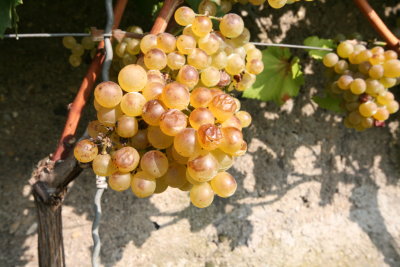 2007 Sauvignon Blanc grapes that taste like Apricots