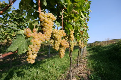 2007 Pinot Blanc grapes- Weisser Burgunder Trauben