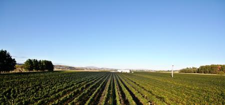 The vineyards