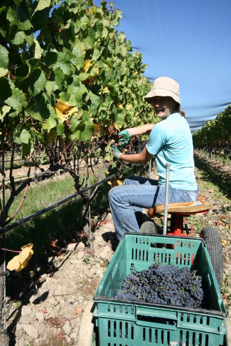 Picking Pinot Noir Grapes in New Zealand