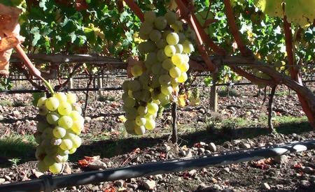 2008 New Zealand Wairarapa Sauvignon Blanc Grapes