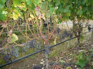 grapes-after-green-harvest