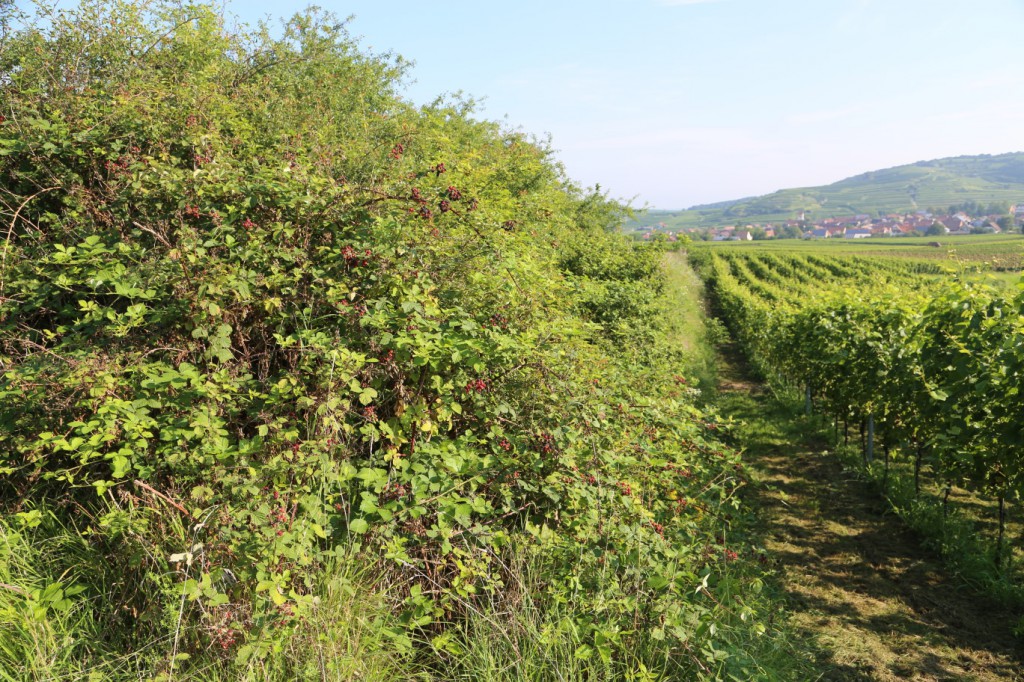 Brombeerhecken neben Weinberg
