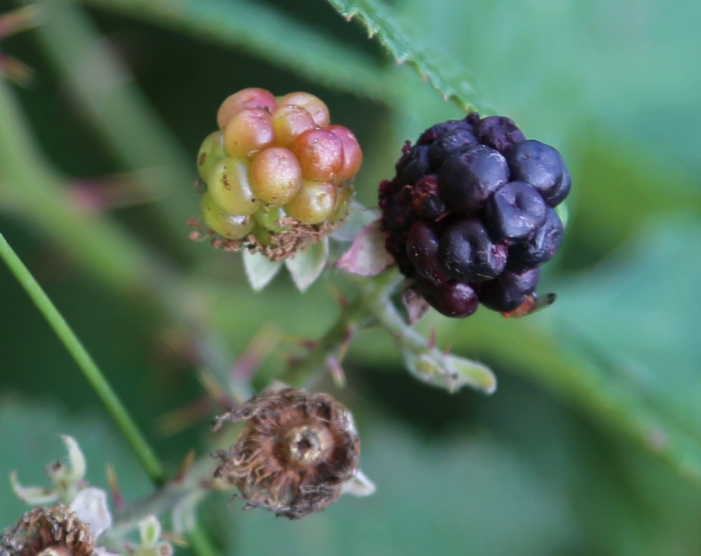 Essigfruchtfliege an einer Brombeere