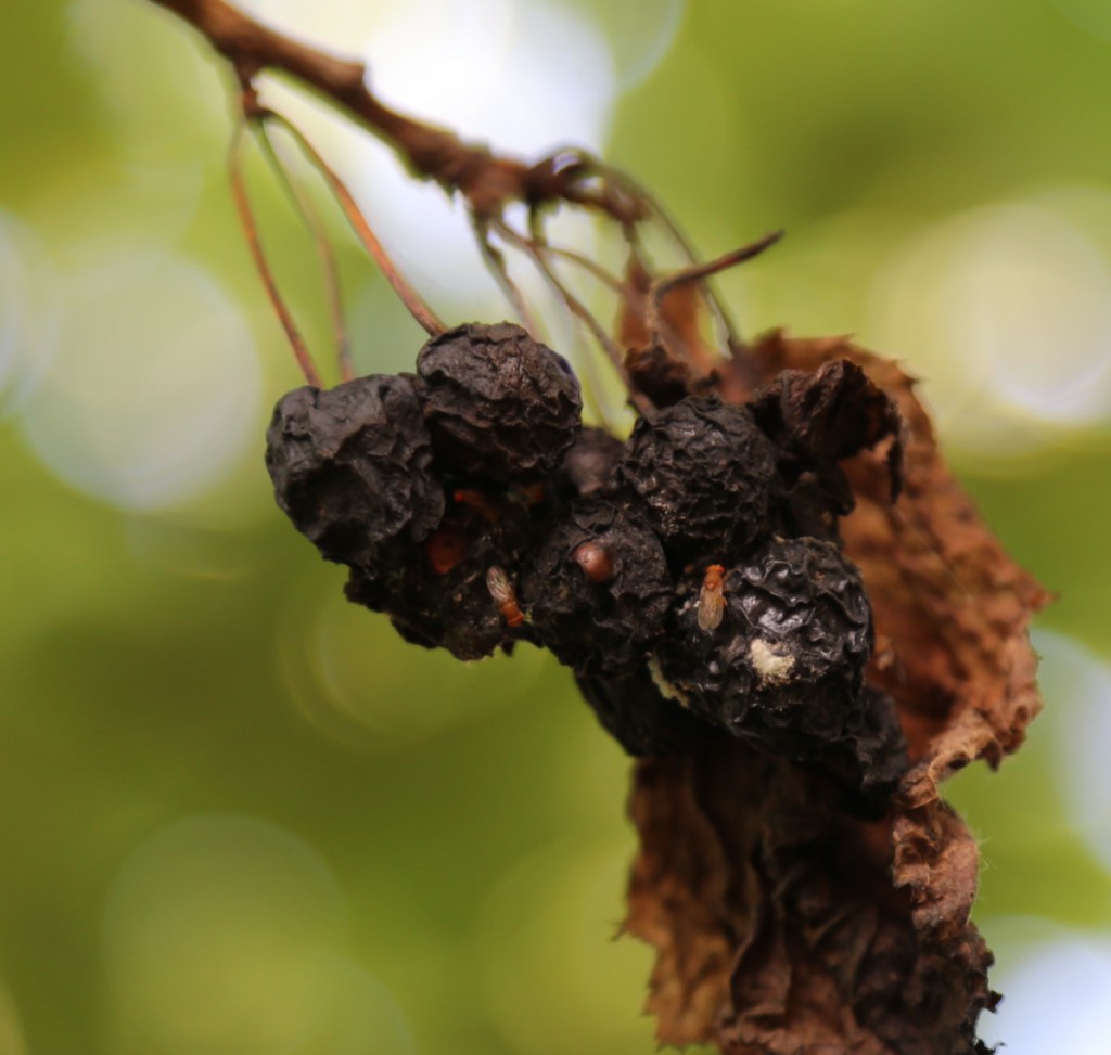 Fruchtfliegen an Kirschen