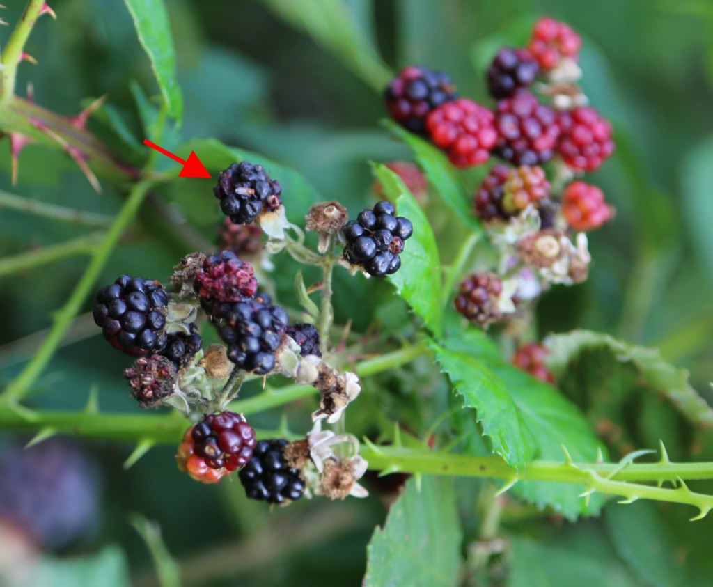 Kirschessigfruchtfliege an Brombeeren