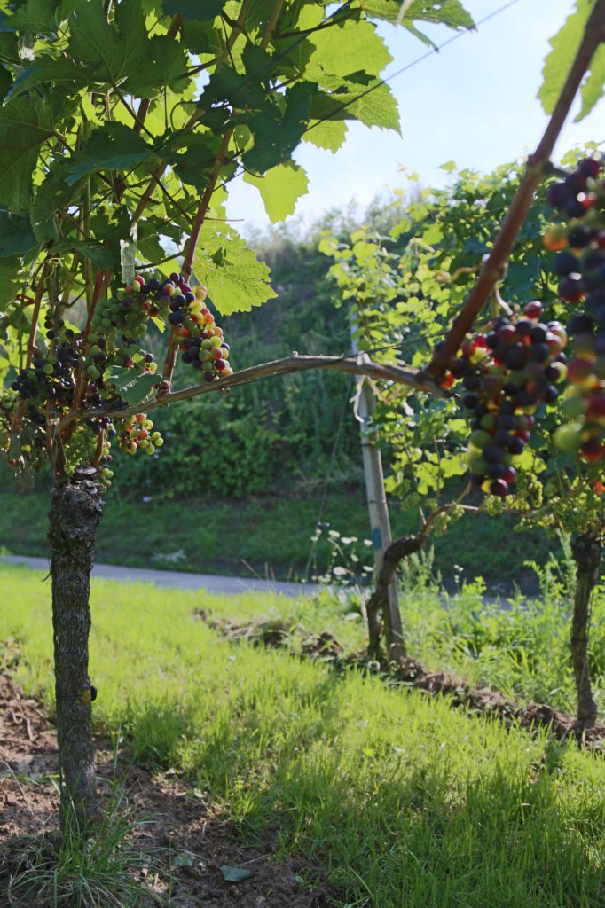 Rotweinanlage neben Böschung mit Brombeersträucher