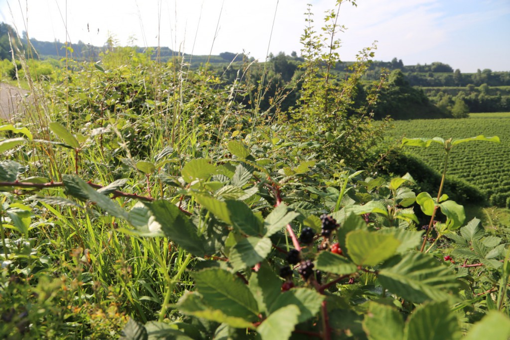 böschung voller Brombeeren