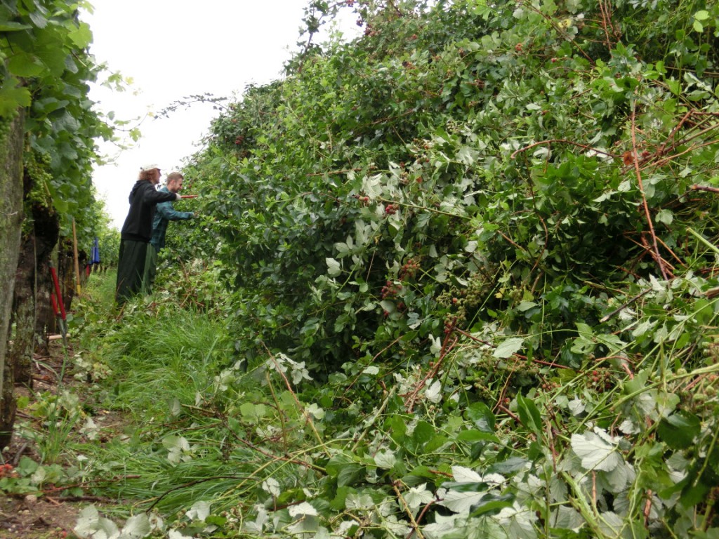 brombeer2