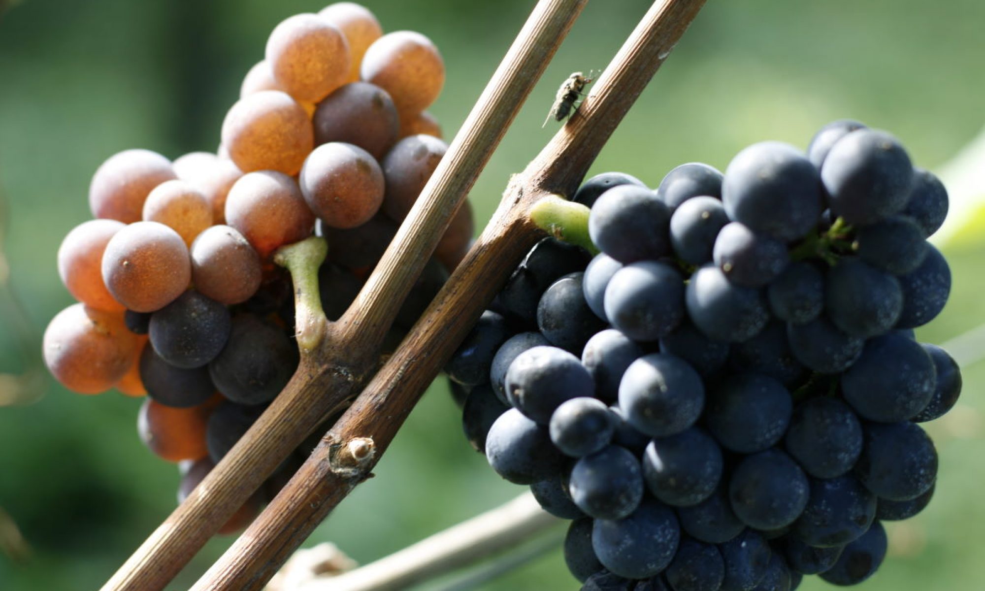 Johner Wein Welten - Pinot World of Wine