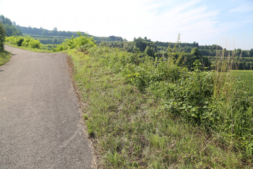 strassenkante von der Gemeinde gemäht